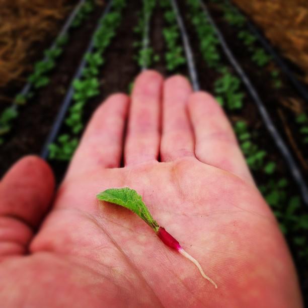 instagram-photo-image-agriculture-nourriture