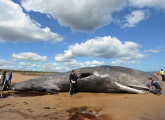 Béja: Un cachalot de deux tonnes échoue sur la plage de Zouaraa