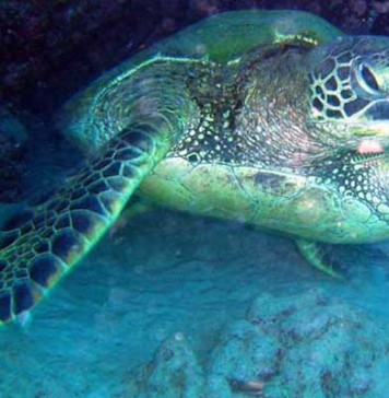 Tunisie : deux tortues marines relâchées dans la réserve de Kuriat pour protéger la biodiversité