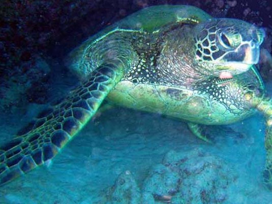Tortues marines en danger en Tunisie : appel urgent à protéger les nids