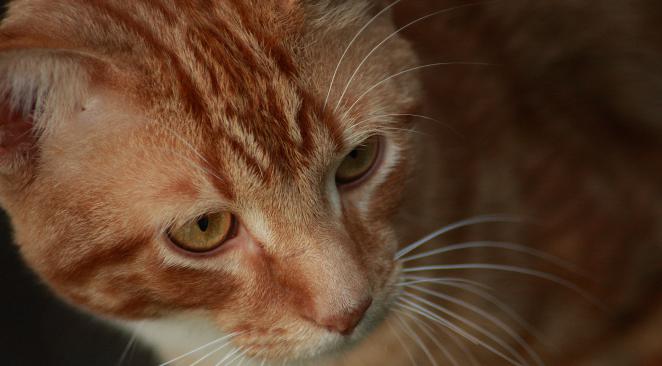 Le Chat Maire Le Plus Celebre D Alaska A Ete Attaque Par Un Chien Directinfo