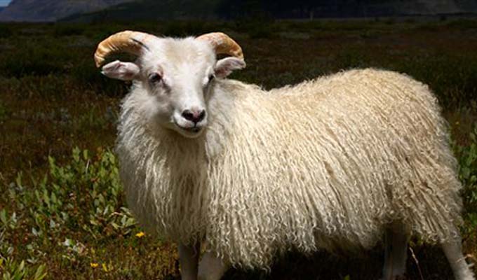 15-mouton-portrait