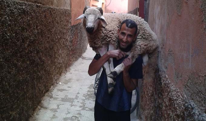 mouton-aid-al-idha-008