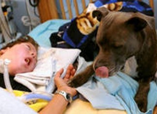 VIDEO : Dylan, un enfant plongé dans le coma gardé chaque jour par son chien
