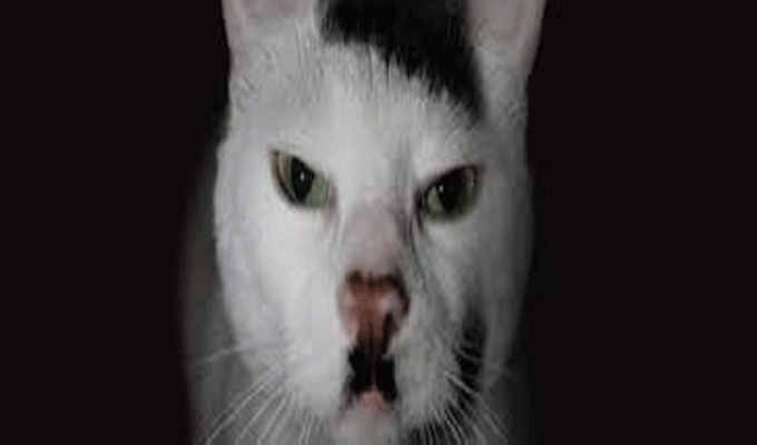 Un Chat Qui Ressemblait A Hitler Laisse Pour Mort En Angleterre Directinfo