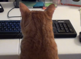 VIDÉO : Voici ce que ça donne quand on travaille avec un chat à la maison !
