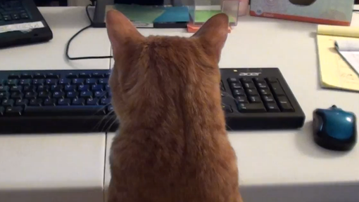 Video Voici Ce Que Ca Donne Quand On Travaille Avec Un Chat A La Maison Directinfo