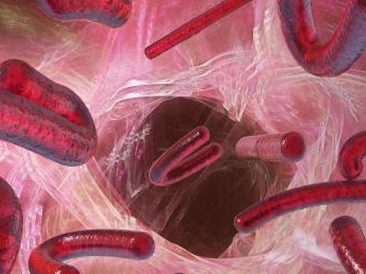 Ebola et Hanta : coordination interministérielle pour prévenir tout risque
