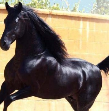 Tunisie : deux personnes en prison pour maltraitance d’un cheval lors d’un mariage