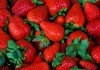 Tunisie: La production de fraises en Tunisie est saine et propre à la consommation