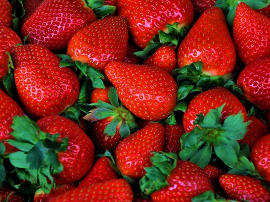 Tunisie: La production de fraises en Tunisie est saine et propre à la consommation