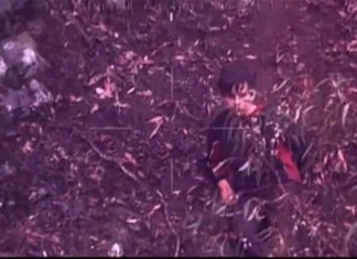 Un enfant autiste survit quatre jours dans la forêt australienne !