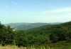 Forêts brûlées : il faut attendre jusqu’à deux ans avant de replanter les arbres