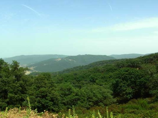 Forêts brûlées : il faut attendre jusqu’à deux ans avant de replanter les arbres