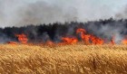 Tunisie: 50 ha de récolte céréalière incendiés à El Fahs