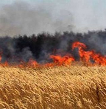 Incendie à Jendouba : un hectare de blé dur détruit par les flammes