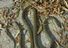 Du venin de serpent contre l’obésité et le cancer : une piste scientifique prometteuse