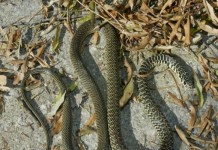 Du venin de serpent contre l’obésité et le cancer : une piste scientifique prometteuse