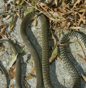 Du venin de serpent contre l’obésité et le cancer : une piste scientifique prometteuse