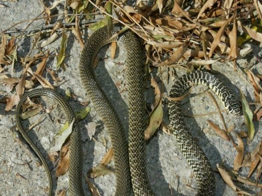 Du venin de serpent contre l’obésité et le cancer : une piste scientifique prometteuse
