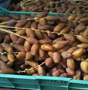 Tunisie : les exportations de dattes dépassent 99 000 tonnes et augmentent de 16,8 %