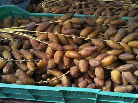 Tunisie : les exportations de dattes dépassent 99 000 tonnes et augmentent de 16,8 %