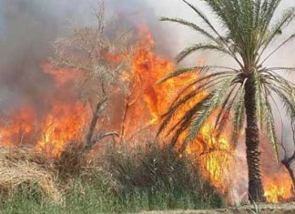 Plus de 700 hectares de forêts brulés en 2015