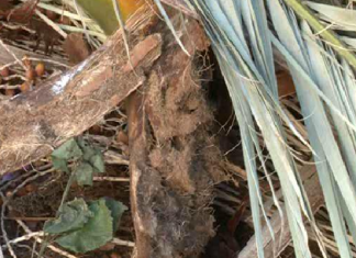 Un numéro vert pour alerter contre le charançon rouge des palmiers