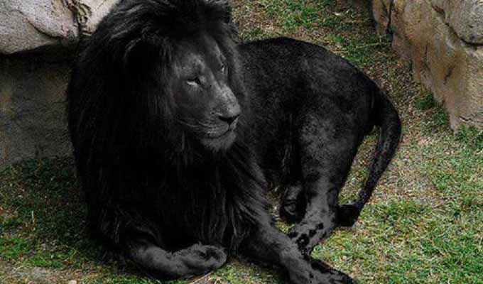 lion-noir