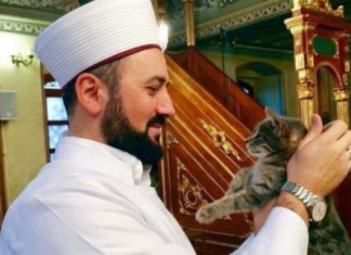 Un imam turque ouvre sa mosquée aux chats errants !