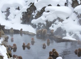 Japon : De la neige dans une ville subtropicale après 115 ans