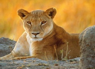 Sfax: Les causes de la mort de la lionne du parc Touta