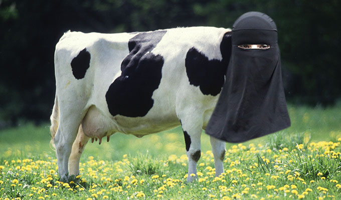 tunisie-directinfo-la-vache-niqabé