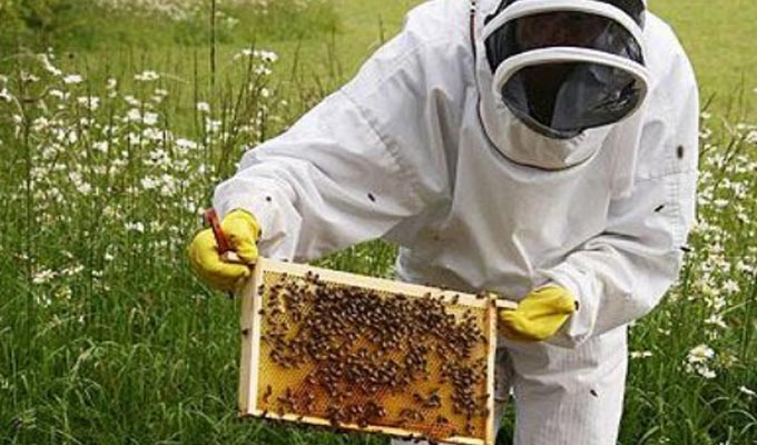 apiculture-tunisie-di