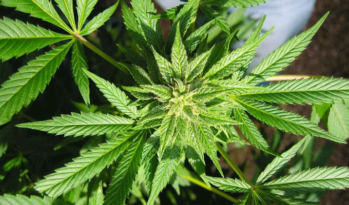 cannabis-tunisie-directinfo-