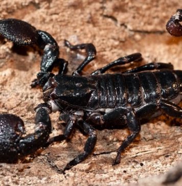 Kalâa Kebira : une fillette piquée par un scorpion, les habitants alertent sur l’état de l’oued