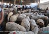 Aïd Al-Adha : forte affluence et offre insuffisante au point de vente des moutons à Essaïda