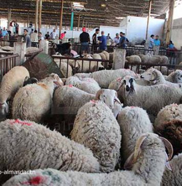 Aïd Al-Adha : forte affluence et offre insuffisante au point de vente des moutons à Essaïda