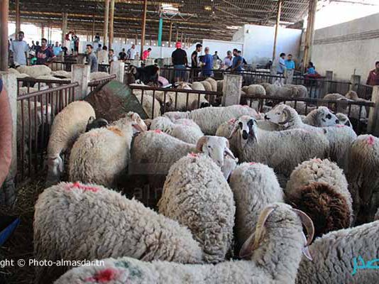 Aïd Al-Adha : forte affluence et offre insuffisante au point de vente des moutons à Essaïda