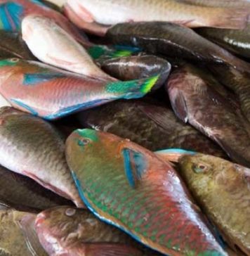 Hausse des prix du poisson : l’Utap accuse les intermédiaires de spéculation