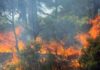 Incendies au Maghreb : Greenpeace interpelle les États sur leur responsabilité climatique