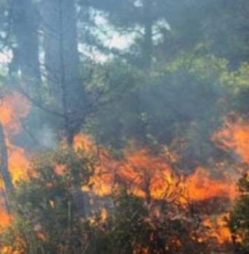 Incendies au Maghreb : Greenpeace interpelle les États sur leur responsabilité climatique