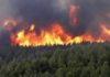 Béja : 20 ha de couverts forestiers ravagés par un incendie à Medjez El Bab