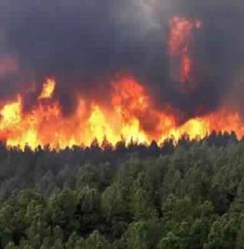 Jendouba : près de 8 hectares de forêts ravagés par trois incendies