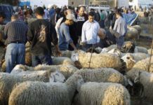 Tunisie : mise en garde contre l’abattage des brebis et ses effets sur le cheptel