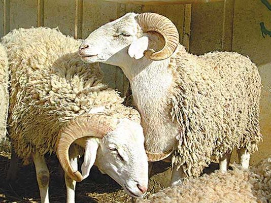 Aïd al-Adha 2026 : les calculs astronomiques situent la fête le 27 mai