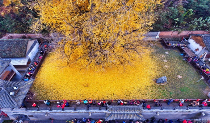 L'arbre aux feuilles d'or : veritables feuilles d'arbre dorées a l
