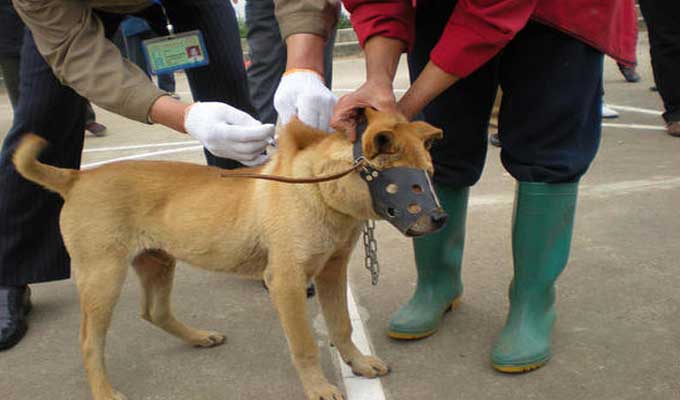 La Rage Football Siliana : Vaccination de 8385 chiens et chats contre la rage