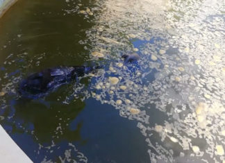 Tunisie – Parc du Belvédère : Les animaux nagent dans les eaux sales