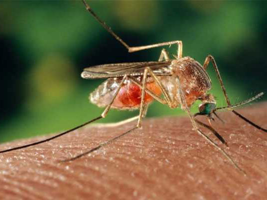 Journée mondiale du moustique : le ministère de la Santé alerte sur les risques sanitaires